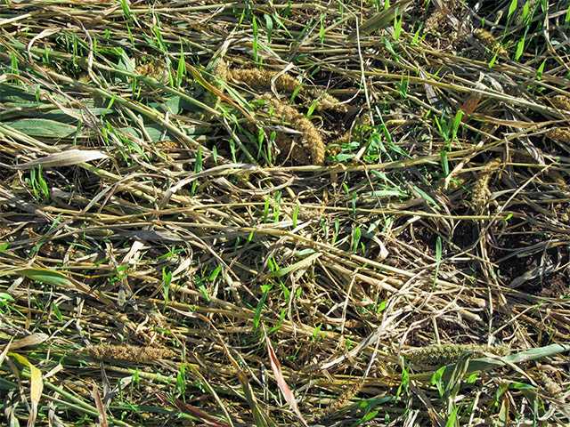 Cash crop planted directly into crimped cover crop