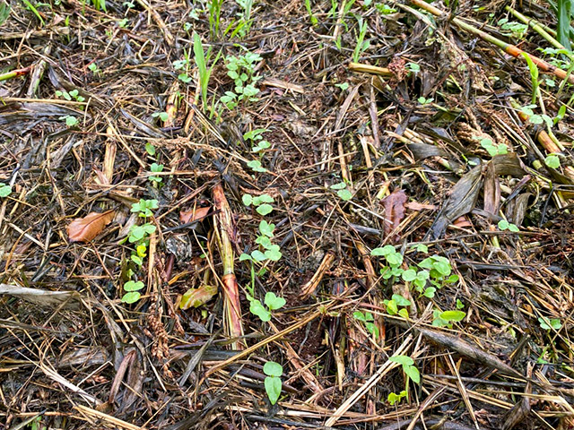 Crop emerging from protective cover