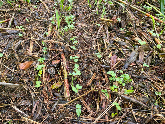 Cash crop  planted directly into crimped cover crop